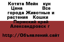 Котята Мейн - кун › Цена ­ 19 000 - Все города Животные и растения » Кошки   . Пермский край,Александровск г.